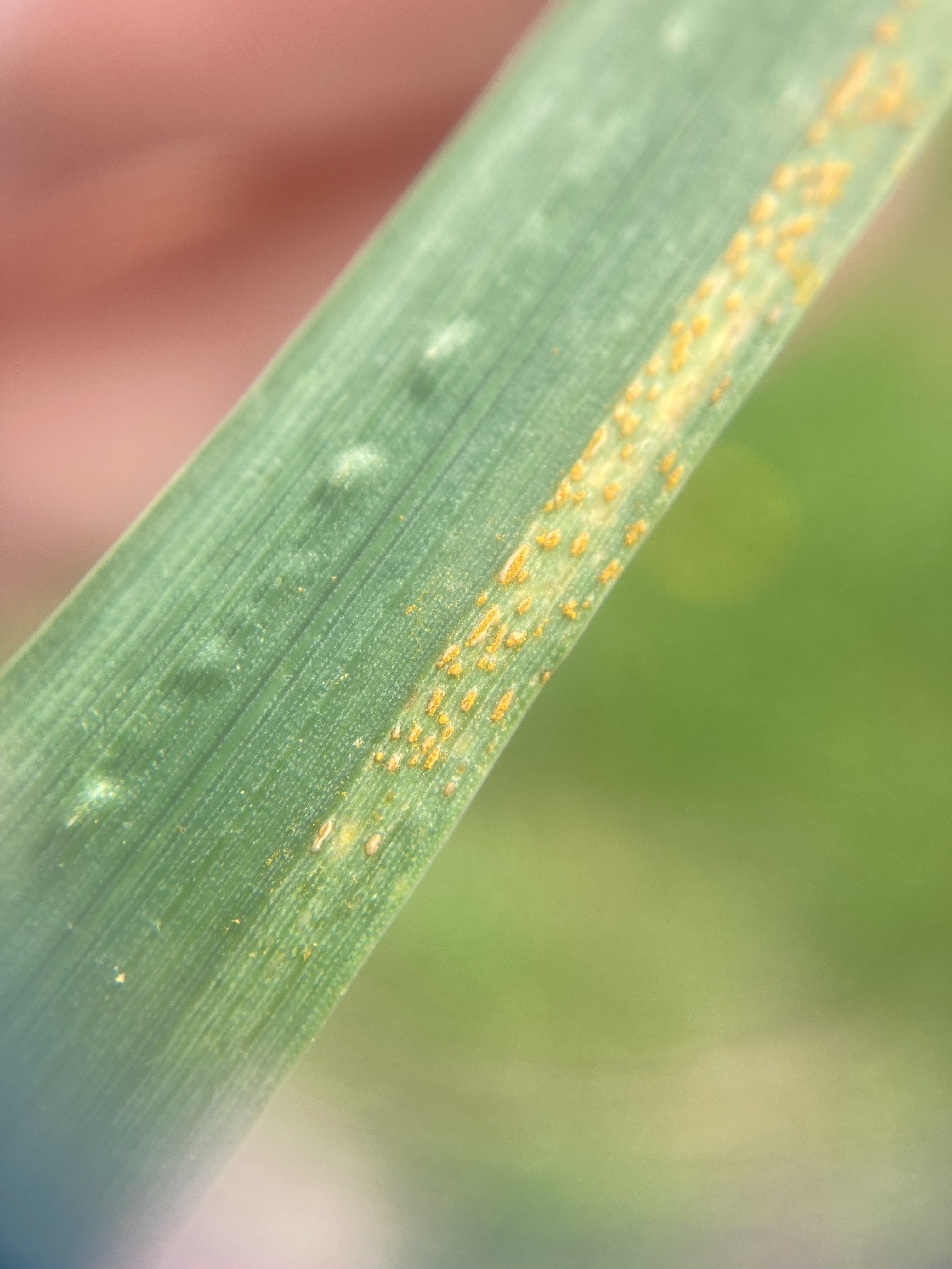 Close up of yellow rust on a leaf blade.